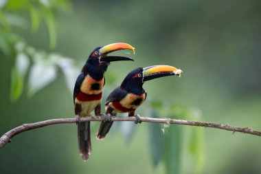 İki ateşli gagalı aracari ya da Pteroglossus frantzii, Toucan familyasından bir kuş türü. Doğadaki kuş yuvası. Kosta Rika 'da kuş gözlemciliği. Doğadan vahşi yaşam sahnesi. Yüksek kalite fotoğraf.