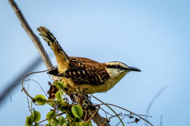 Rufous-back Campylorhynchus capistratus, Troglodytidae familyasından bir kuş türü. Doğadaki kuş yuvası. Kosta Rika 'da kuş gözlemciliği. Doğadan vahşi yaşam sahnesi. Yüksek kalite fotoğraf.