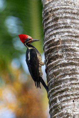 Çizgili ağaçkakan Dryocopus soyu çok büyük bir ağaçkakandır. Bu türün yaşam alanı orman sınırları ve diğer açık ormanlık alanlardır. Doğadaki kuş yuvası. Kosta Rika 'da kuş gözlemciliği. Doğadan vahşi yaşam sahnesi. Yüksek kalite fotoğraf.
