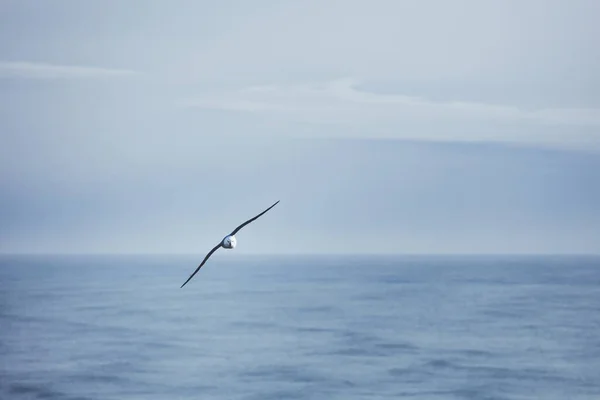 Dyrholaey Promontory Island Severní Atlantický Oceán — Stock fotografie