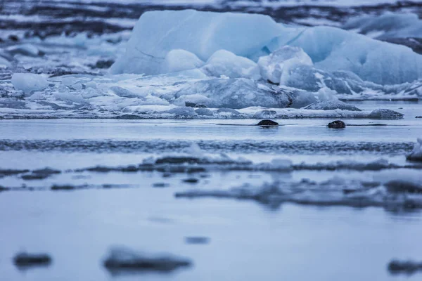 Alguns Selos Lagoa Glaciar Jokulsarlon Islândia Oceano Atlântico Norte — Fotografia de Stock