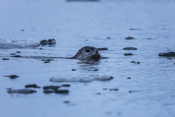 Kilka Fok Lagunie Lodowcowej Jokulsarlon Islandia Północny Ocean Atlantycki — Zdjęcie stockowe