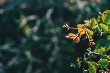 Bazı tomurcukların ve hiperikum bitkisinin güneş ışığıyla aydınlanan yeşil yapraklarının yakın çekimi