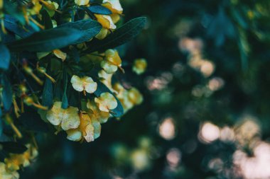 Dodonaea viscosa 'nın sarı çiçeklerinin yakın çekimleri.