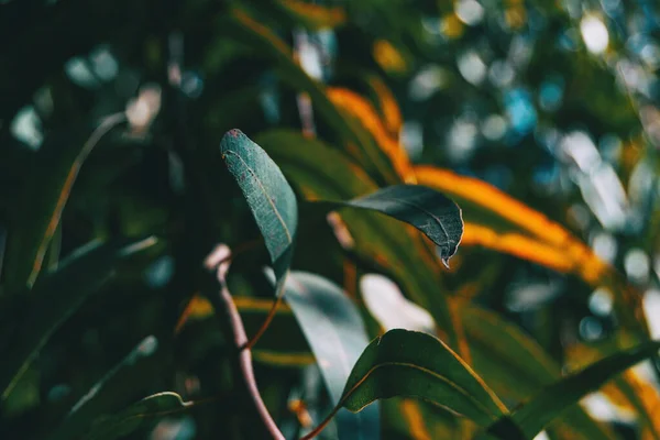 Primer Plano Algunas Hojas Verdes Hypericum Naturaleza — Foto de Stock