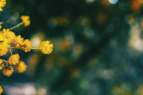 Close Van Een Gouden Bloem Van Acacia Pycantha Bokeh Achtergrond Rechtenvrije Stockfoto's