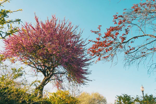 Een Cercis Siliquastrum Boom Bloeide Een Zonnige Dag Stockfoto