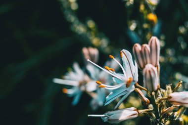 Yanındaki beyaz asphodelus çiçeğinin pullarının ayrıntıları.