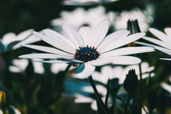 Macro Van Een Witte Bloem Van Osteospermum Ecklonis Natuur — Stockfoto