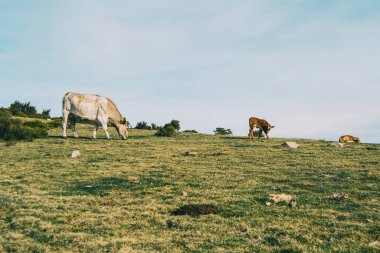 Beyaz bir inek çayırda iki buzağının yanında otluyor.
