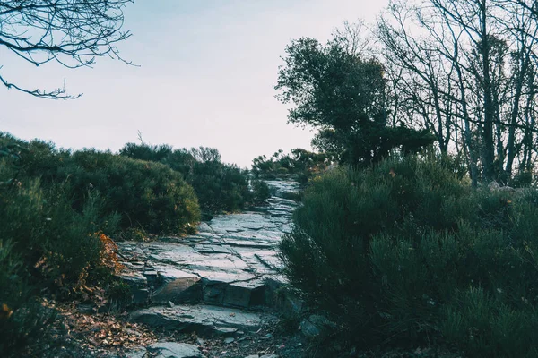 Camino Piedra Rodeado Vegetación Una Montaña — Foto de Stock