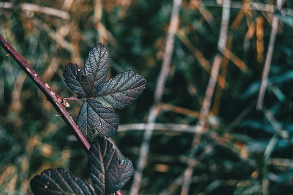 Close Van Een Donker Blad Van Rosa Rubiginosa Een Stekelige Stockafbeelding