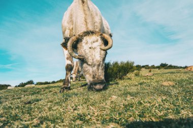 Beyaz bir ineğin kafasının, yer seviyesindeki çayırlarda otladığı yakın plan.