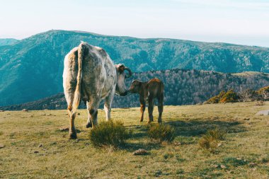 Dağlara tepeden bakan bir çayır üzerinde küçük yavrusuna bakan beyaz bir inek.