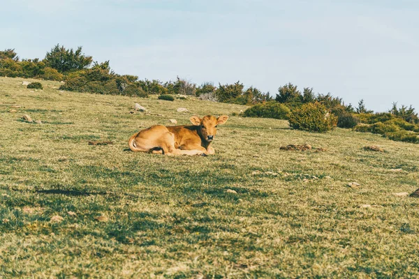 Portrait Veau Brun Reposant Sur Prairie Verte Dans Les Hauteurs — Photo