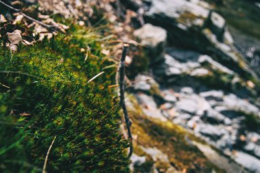 Odaklanmamış arka planda küçük yeşil dikenli bir bitkiye yakın çekim