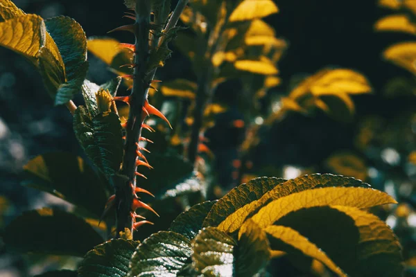 Detalle Las Espinas Tallo Una Rosa Sobre Fondo Desenfocado — Foto de Stock