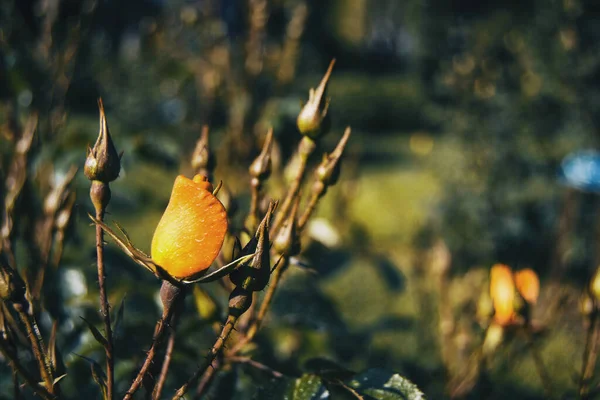 Detail Van Een Gesloten Gele Roos Tussen Enkele Rozenknoppen Natuur — Stockfoto