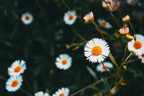 Detalj Erigeron Vit Blomma Ett Gäng Det Vilda — Stockfoto