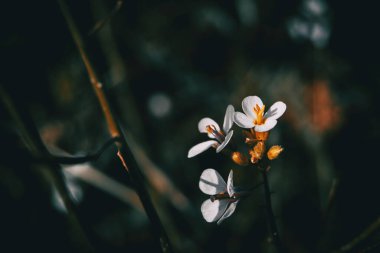 Odaklanmamış bir arka planda bir demet beyaz çiçek ve Arap alpina tomurcukları yakın plan