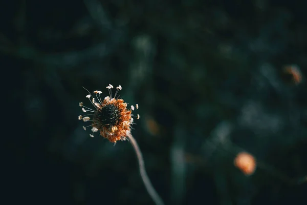 Close Van Een Verspilde Een Geïsoleerde Bloem Alleen Met Zijn — Stockfoto