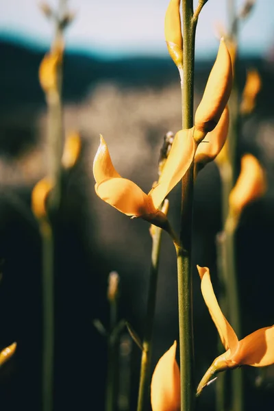 Detail Van Enkele Geelachtige Bloemen Van Spartium Junceum Een Dunne — Stockfoto
