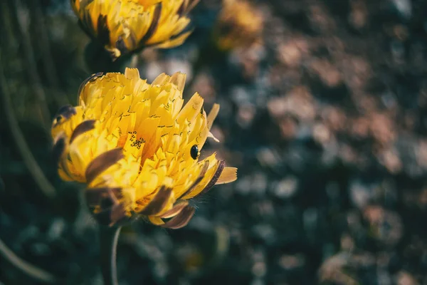 Detail Van Een Open Gele Bloem Met Een Klein Zwart — Stockfoto