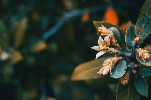 Close Van Een Kleine Eleagnus Bloem Een Bos Het Wild — Stockfoto