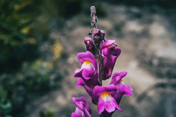 Detail Van Enkele Paarse Bloemen Knoppen Van Antirrhinum Majus Top — Stockfoto