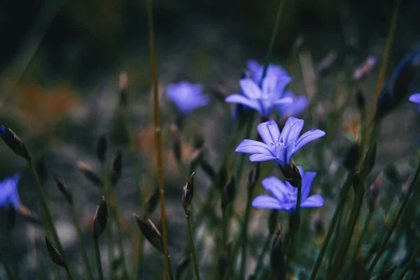 Close Van Een Violette Bloem Van Aphyllanthes Monspeliensis Een Ongefocuste Stockfoto