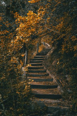 Yoğun sarı yapraklarla çevrili ormanın derinliklerine giden ahşap bir merdiven.