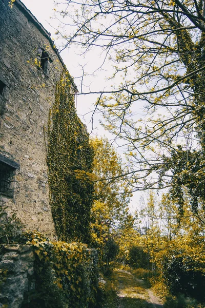 An old stone house covered with climbing plants isolated in a forest