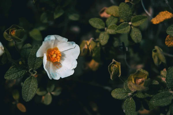 Close White Flower Cistus Salviifolius Illuminated Sunlight — Stock Photo, Image