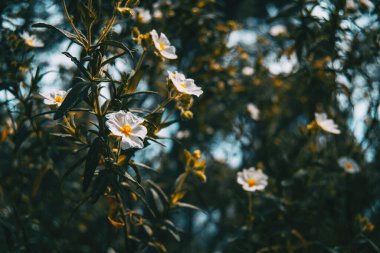 Güneş ışığıyla aydınlatılmış bir demet beyaz salviifolius çiçeğine yakın çekim