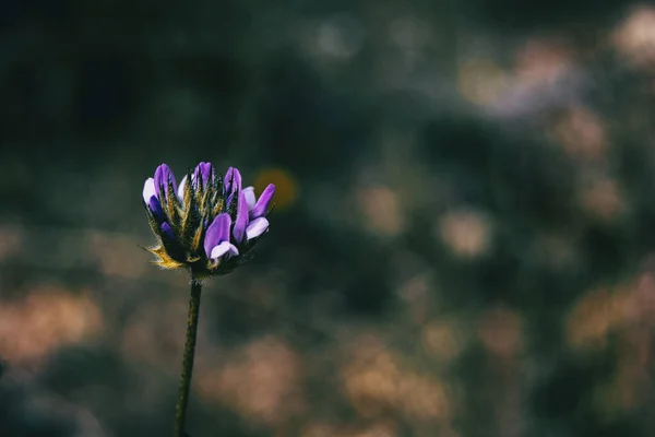 Detail Isolated Purple Flower Bituminaria Bituminosa Neutral Background — Stock Photo, Image