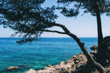 Güneşli bir günde, güzel bir deniz manzarasında, eğri büğrü bir ağaca yakın çekim.