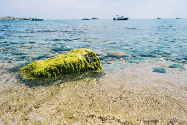 Seascape Izolovanou Skálou Zcela Pokrytou Zelenými Řasami Břehu Popředí Některými — Stock fotografie