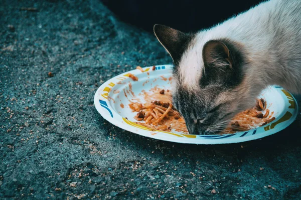 Sluiten Portret Van Een Kat Eten Een Pasta Schotel Straat Rechtenvrije Stockafbeeldingen