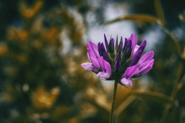 Doğanın ortasında bituminaria bituminosa 'nın leylak çiçeği yakın bir perspektiften görülebiliyor.