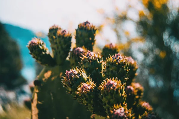 Detail Van Enkele Toppen Van Een Opuntia Cactus Verlicht Door — Stockfoto