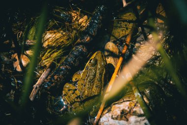 Yarı yarıya suda dinlenen kamufle olmuş bir kurbağa.