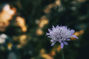 Knautia arvensis 'in leylak çiçeği güneşli bir günde tarlada