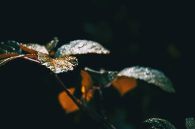Sabah ışığında tarlada yıkanan çiğ yaprakları.