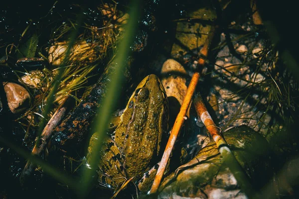 Ein Getarnter Frosch Der Sich Halb Wasser Ausruht — Stockfoto