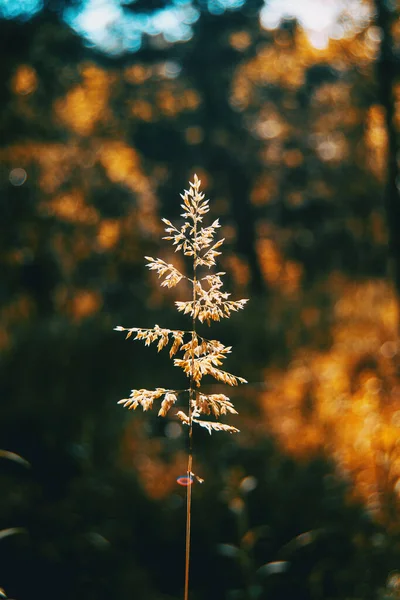 Silueta Agrostis Iluminada Por Luz Del Sol Una Puesta Sol — Foto de Stock