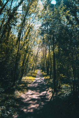 Göl kenar mahalleleri, katalonya, İspanya çevresindeki ağaçlık patika.