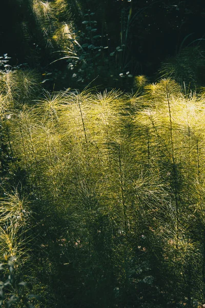 동력원 테이아 식물이 태양이 비추는 — 스톡 사진