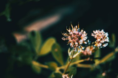 Koyu arkaplanda Dorycnium rektum bitkisi