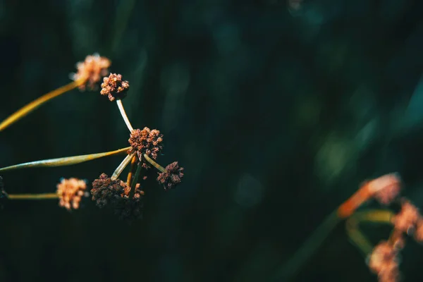 Dorycnium Rectum Plant Een Donkere Achtergrond — Stockfoto