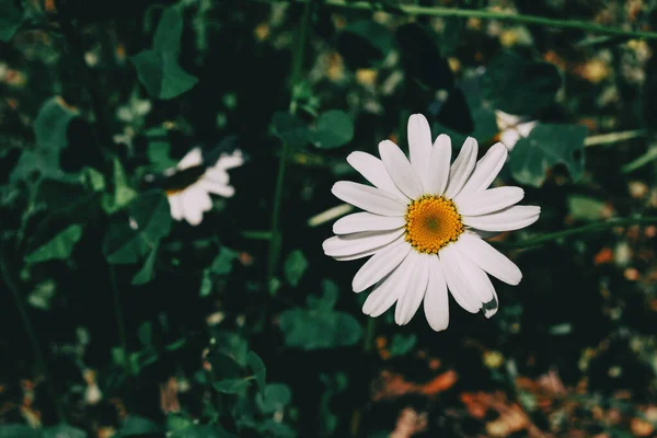 Een Enkele Leucanthemum Bloem Met Witte Bloemblaadjes Een Geel Midden — Stockfoto